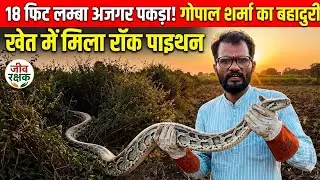 शिकार की तलास मे विशालकाय अजगर का खौफ 