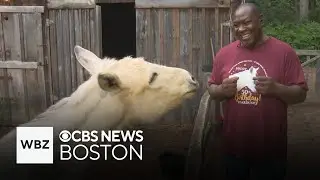 Massachusetts farm gives animals a second chance at a happy life
