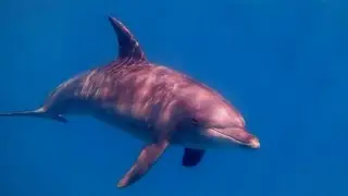 Scuba Diving Red Sea -  El Gouna (Egypt 2015) 