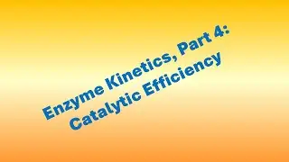 Enzyme Kinetics, Part 4: Catalytic Efficiency