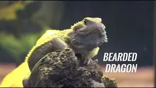 Hobi dan Bisnis Bearded Dragon | HITAM PUTIH (11/01/19) Part 3