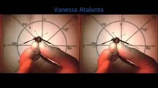 Insect Superhydrophobicity - High speed videos living insects 1