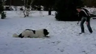 Aiko i sneleg - Landseer snowplay