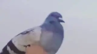 Pigeon dancing to WAP