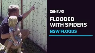 Spiders, snakes, alligators? Humans aren't the only ones affected by the massive floods | ABC News