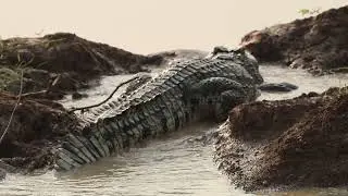 🐊พี่ด่างจระเข้ในธรรมชาติของบึงบอระเพ็ด🐊