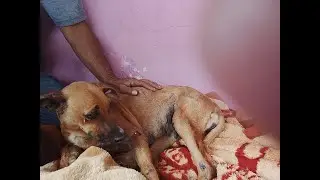 ROS&Aacute;RIO - Homem que arrastou cachorro com moto, d&aacute; explica&ccedil;&otilde;es