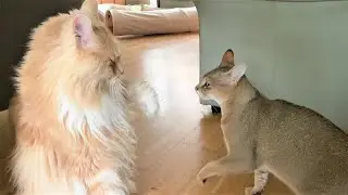 Maine Coon vs F3 Chausie
