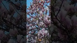 Spring colours - Magnolia  #uk #spring #magnolia