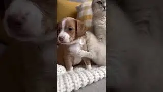 Kitten Comforts a Sleepless Puppy Under Big Cat's Watchful Eye #kitten #puppy #animals #friendship