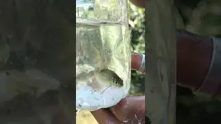 Bottle Fish Trap /Amazing Catch Fish with Plastic Bottle #shortvideo #fishtrap