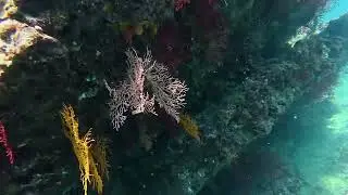 イソバナ