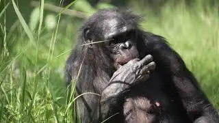 bonobo mother 2