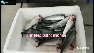 YT-618 fish head cutting machine