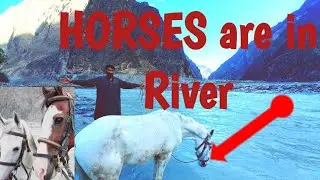 horses  are in nagar hunza rivers Pakistan longest river the Indus river  #sajidalihollavlogs