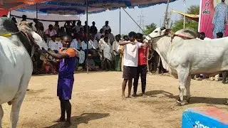 సింగోటం లక్ష్మి నరసింహ స్వామి సీనియర్స్ 3వ జత. కొండ గోపాల్ గారు