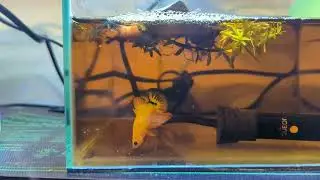 Betta Breeding Series - Vid #2 - Blue Marble Male x Female Koi