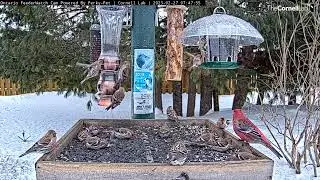 An Amazing Finch Display in Ontario&mdash;Redpolls Galore! February 27, 2023
