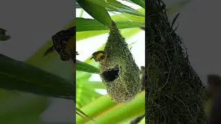 How Birds Build Strong Safe Nests 018#viralvideo