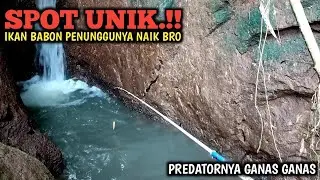 REJEKI.!! MANCING DI SELOKAN TENGAH HUTAN || STRIKE IKAN BABON PENGHUNI AIR TERJUN BRO