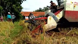 @padi nya roboh sampai menutupi batas galeng 