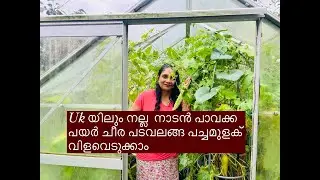 Amazing! Kerala Vegetable Growing and Harvesting in the UK