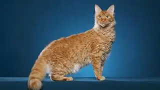 LaPerm - interesting cat breed