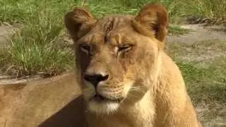 Tyson's Lion Country Safari Adventures: Episode 2 - Lions