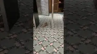 A little rabbit friend visited our event!