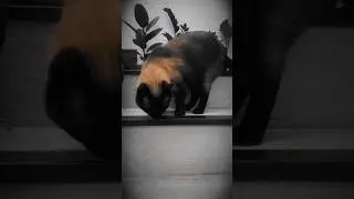 #gatinhofofo #gatosiames #catsiamese #siamese #siamesecat #gatinho #gatinhos #gatinhosfofos #gateiro