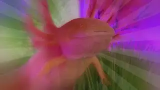 THE AXOLOTL - national fake-ographic /w coral the axolotl