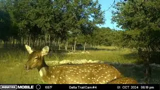 Moultrie Mobile Delta Base Trail Cam Footage in Blanco, Texas | October 2024