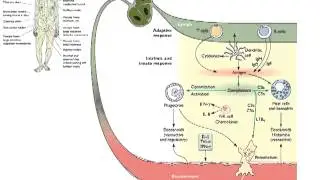 Host Defense (Lecture 13)