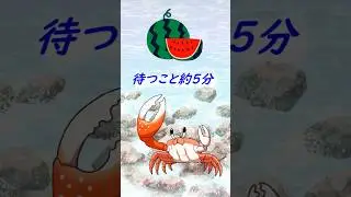 【カニ飼育】カニにスイカ！？（カクベンケイガニ） #ベンケイガニ#カニ#飼育