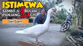 GILAK ! ANAK SAMBO UMUR 5 BULAN PANJANGNYA 103 CENTIMETER ll Seni Ternak Entok Jumbo Tronton