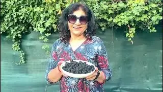🌿 Backyard grown blackberries | Home grown grapes | Homegrown Fresh & Juicy | Home grown Pears