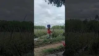 #agriculture #farming #nature #tomatoes  #farmer #andhra #apfarmers