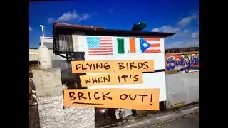 BABYLON PIGEONS #9 - Flying Pigeons in Extreme Cold NYC
