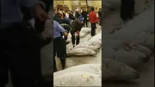 Last 4 AM tuna auction (forever closed)