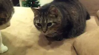My cat loves popcorn