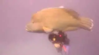 Napolean Wrasse and Diver