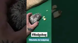Filhotinho de Hedgehog #ouri&ccedil;o #hedgehog #animais #sitiodorb