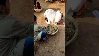 Radhe Radhe🙏 Cow Maa🪔 @AR111 #sparklewithshorts