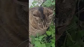 Kitty and the CATNIP plant ||  She gonna be 😴 💤 #cats