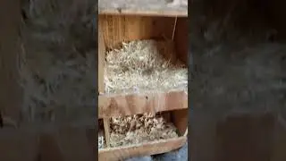 Chopped Straw vs Wood Shavings as nesting Material Experiment