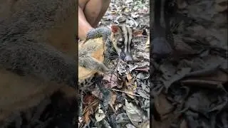 MUSANG JEBRA