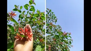 HOW TO GROW, CARE AND PROPAGATE FIREBUSH PLANT | HUMMINGBIRD BUSH | REDHEAD | HAMELIA PATENS ||