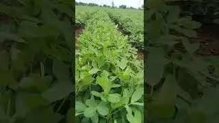 khedut #farming #farmer