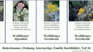 Bedecktsamer, Ordnung Asternartige, Familie Korbbl&uuml;tler, Teil 16 verbesina &ouml;sterreichische serrata