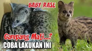 Tips Merawat Anakan Musang Rase Agar Tidak Gampang Mati